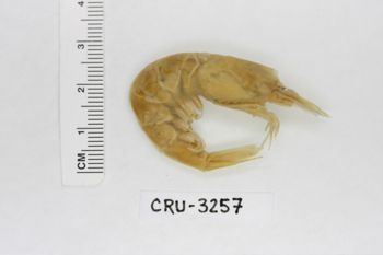 Media type: image;   Invertebrate Zoology CRU-3257 Description: Preserved specimen.;